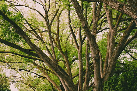 Brown Tree at Daytime thumbnail