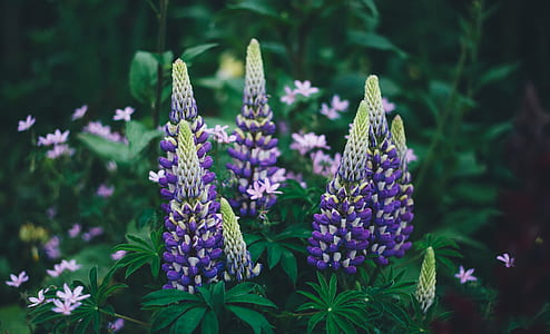 photography of lavender flowers thumbnail