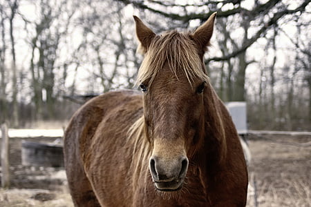 brown horse closeup photography thumbnail