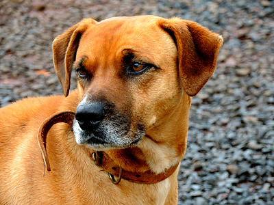 brown dog in shallow focus lens thumbnail