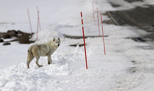 tan wolf on snowfield during daytime thumbnail