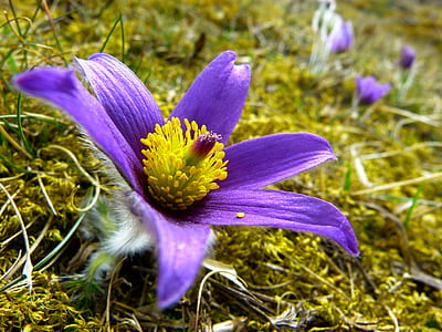 purple orchid thumbnail