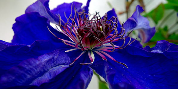 purple and blue flower thumbnail