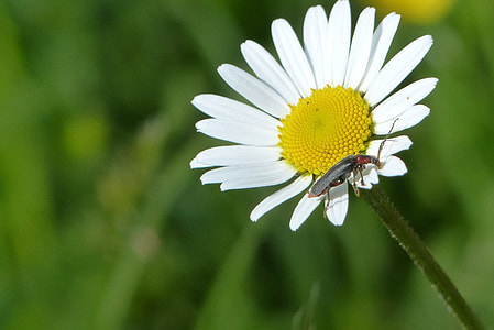 Marguerite, Insect thumbnail