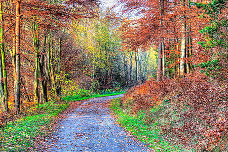 gray road covered in leaves thumbnail
