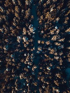 aerial photography of trees thumbnail