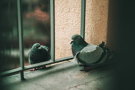two gray pigeons perched on concrete slab thumbnail