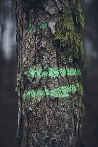 focus photography of tree trunk with green paint and moss thumbnail
