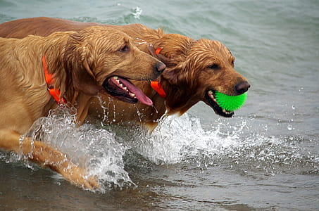 two adult golden retriever playing on the body of water thumbnail