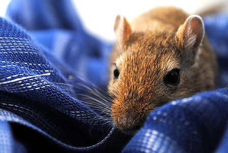 brown mouse on blue textile thumbnail
