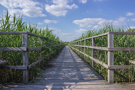landscape photo of brown wooden pathway thumbnail