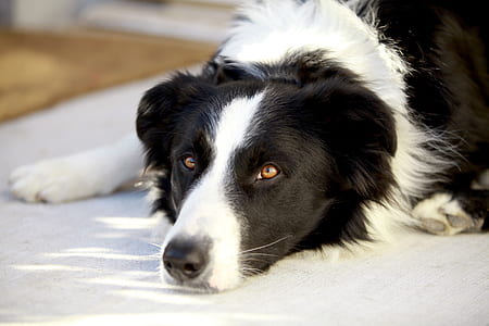 selective focus photography of adult border collie lying on white surface thumbnail