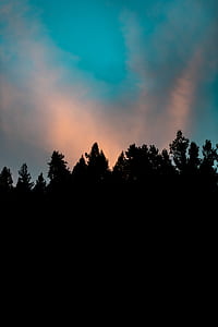 silhouette of trees thumbnail