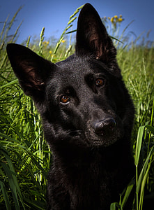 solid black German Shepherd on grass field thumbnail