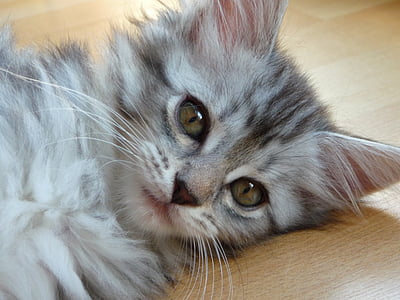 silver tabby kitten thumbnail