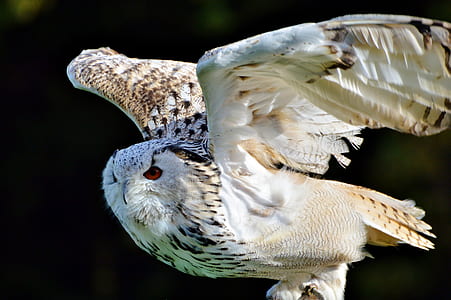 white eagle thumbnail