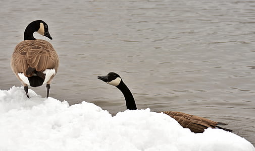 two brown and white ducks near body of water and snow thumbnail