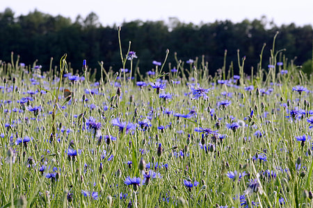 Cornflowers, Flowers thumbnail