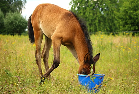 shallow focus photo of brown horse thumbnail