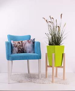 photo of green leaf plant near blue sofa chair thumbnail