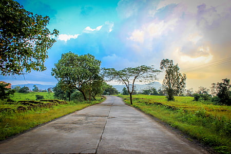 photo of green leafed trees thumbnail