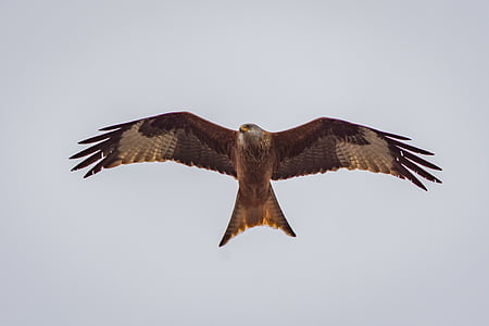 brown eagle flying thumbnail