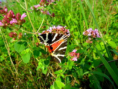 black, white, and red moth perching on flower thumbnail