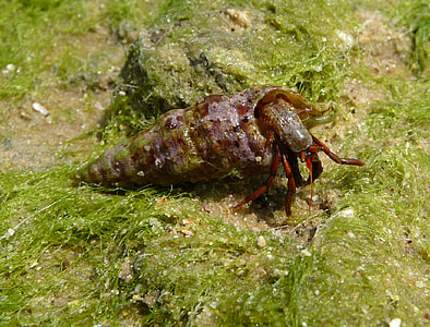 Clibanarius erythropus - A species of Hermit Crab thumbnail