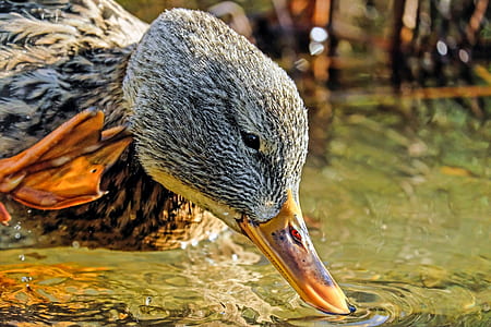 gray and brown duck thumbnail