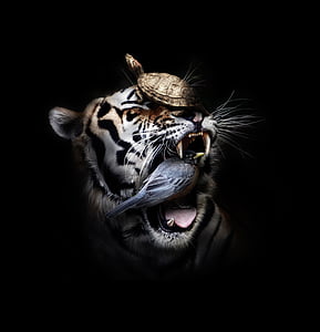 tiger, bird, and turtle thumbnail