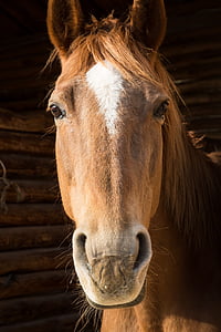 close up photo of horse's head thumbnail