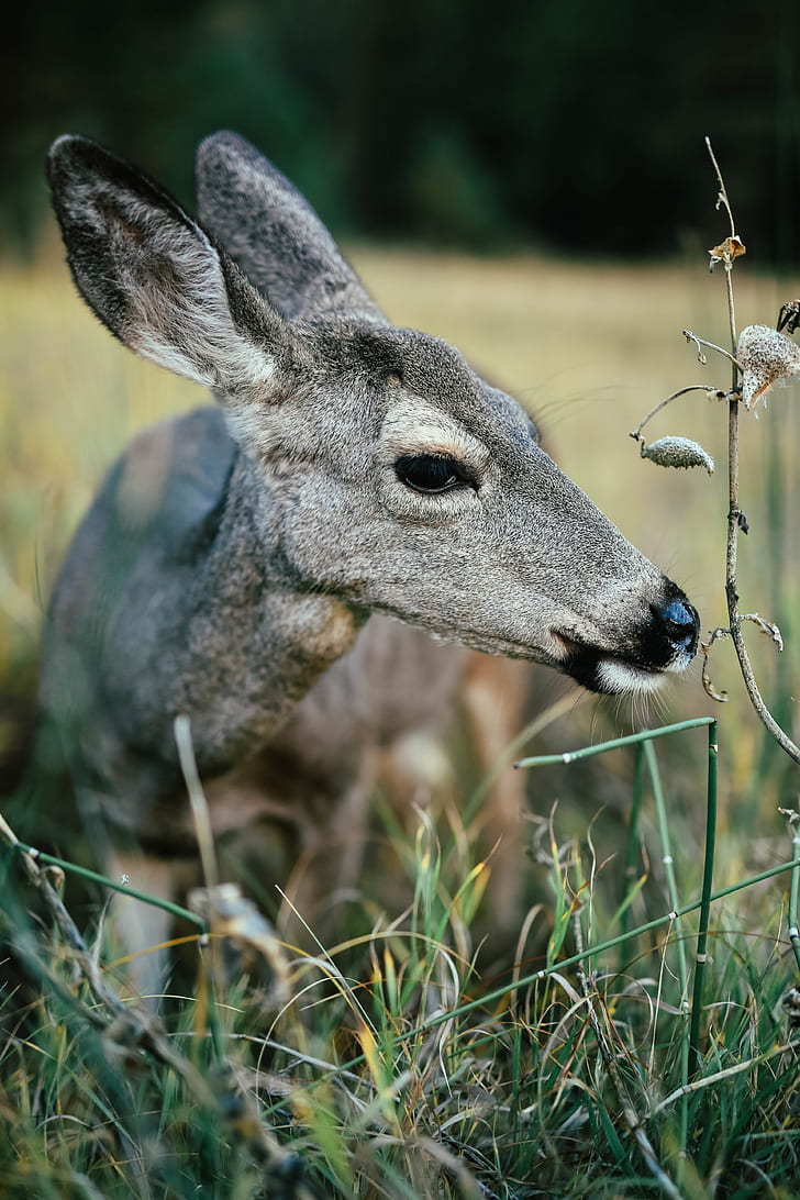 Deer and grey