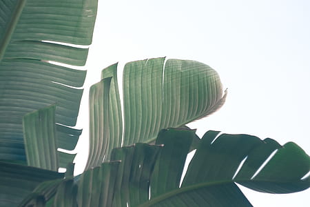 green leafed plant thumbnail