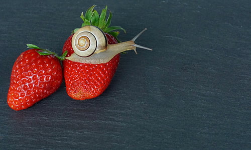 snail on red strawberry thumbnail