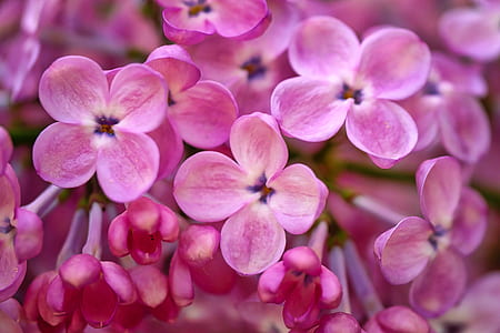 pink 4-petaled flowers thumbnail