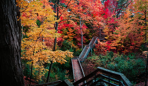 staircase between forest thumbnail
