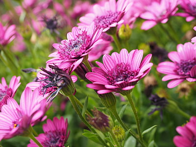 pink daisies blooming at daytime thumbnail