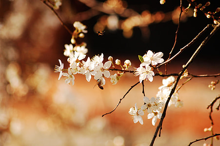 white petaled flowers in selective photography thumbnail