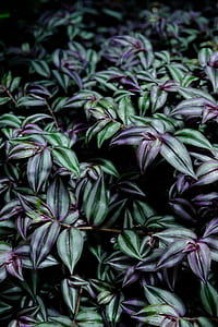purple and green plant thumbnail