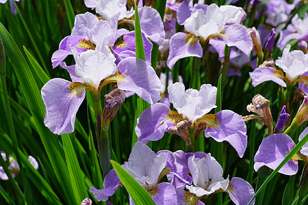 purple flowers thumbnail
