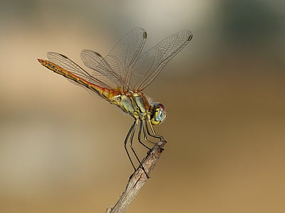 brown dragonfly perched on twig close-up photo thumbnail