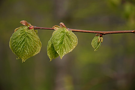 macro photography of green leaves thumbnail