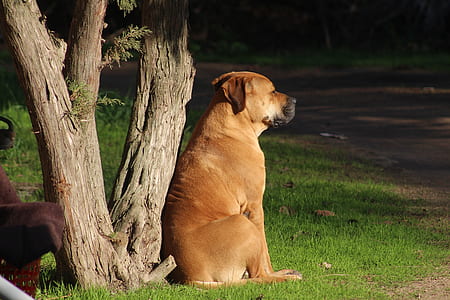 tan dog sitting on grass field thumbnail