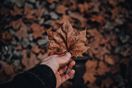 person holding dried maple leaf thumbnail