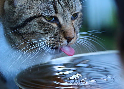 time lapse photo of cat licking water forming ripples thumbnail