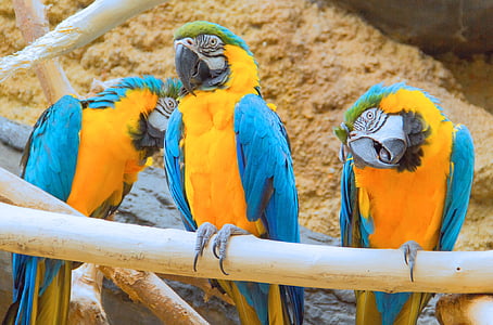 photo of three short-beaked blue-yellow-and-green birds perched on brown branch thumbnail