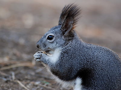 black and white squirrel thumbnail