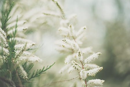 macro shot photography of white plant thumbnail