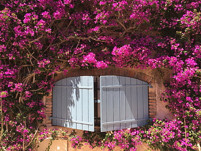 gray wooden window surrounded with pink petaled flowers thumbnail