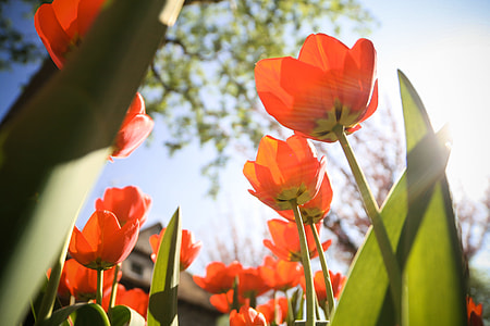 Another Tulips from below thumbnail